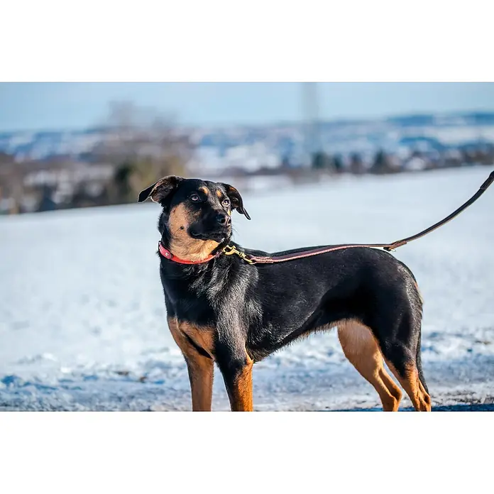 Hundeleine / Führleine - Echtleder mit Halsband – handgefertigt in Germany -  - Schwarz-brauner Hund trägt rotes Lederhalsband und braune Lederleine mit goldener Spange im Schnee.