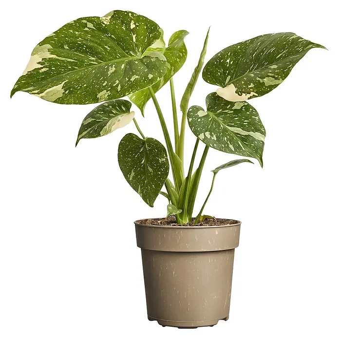 Piardino Fensterblatt - Monstera adansonii 'Thai Constellation', Topfgröße: 11 cm - Eine lebendige Monstera-Pflanze mit grün-weiß panaschierten Blättern in einem gesprenkelten braunen Topf.