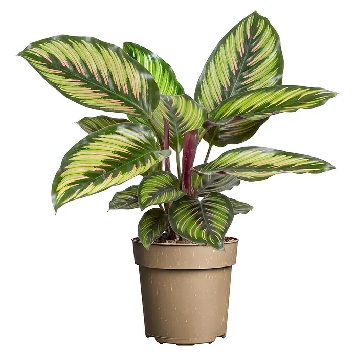 Piardino Korbmarante - Calathea Hybriden 'Beauty Star', Topfgröße: 11 cm - Eine Calathea-Pflanze mit grün, hellgrün und rosa gestreiften Blättern in einem hellbraun gesprenkelten Plastiktopf.