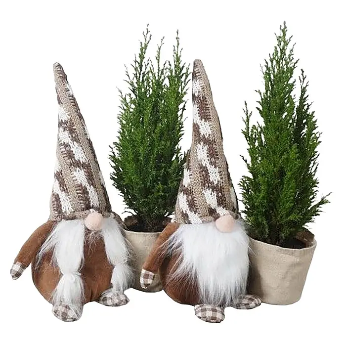 Piardino Lawsons Scheinzypresse - Chamaecyparis lawsoniana, Topfgröße: 9 cm - Zwei festliche Wichtel mit braunen Körpern, weißen Bärten und braun/beigen karierten Mützen, neben kleinen Topf-Koniferen.