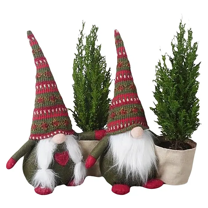 Piardino Lawsons Scheinzypresse - Chamaecyparis lawsoniana, Topfgröße: 9 cm - Zwei festliche Wichtel mit Strickmützen, weißen Bärten, die kleine immergrüne Bäume in Töpfen halten.
