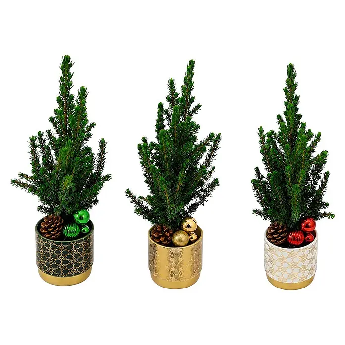 Piardino Zuckerhut-Fichte - Picea glauca conica, Topfgröße: 12 cm - Drei Mini-Weihnachtsbäume in dekorativen Töpfen, mit Tannenzapfen und Ornamenten für festliche Dekoration.