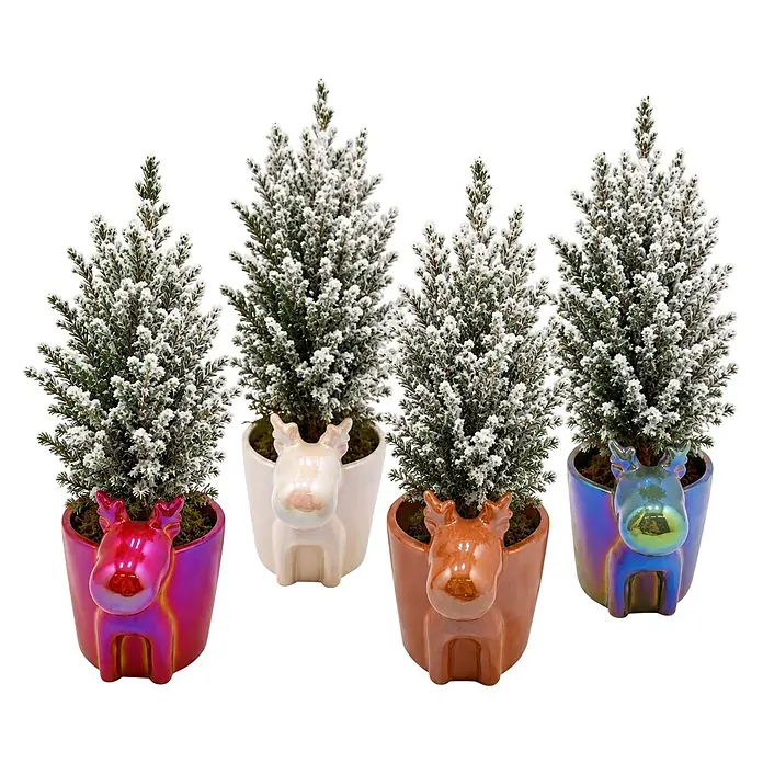Piardino Blaue Säulenzypresse in Perlmutkeramik mit Rentier und Schnee - Chamaecyparis lawsoniana 'Ellwoodii', Topfgröße: 11 cm - Vier verschneite Mini-Nadelbäume in schimmernden Keramik-Rentiertöpfen: Magenta, Creme, Kupfer, changierendes Lila.