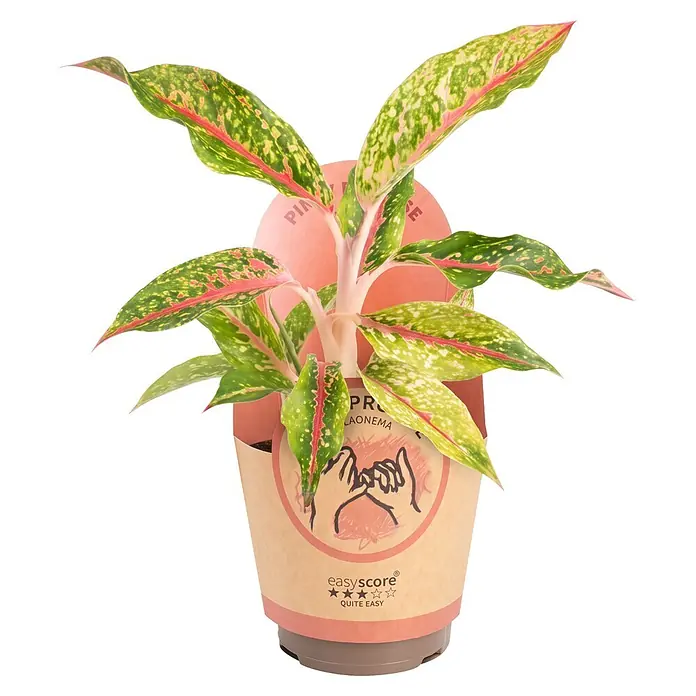 Piardino Kolbenfaden - Aglaonema commutatum 'Night Sparkle', Topfgröße: 11 cm - Topfpflanze Aglaonema mit grün-rosa panaschierten Blättern in einem dekorativen beigen Topfüberzug.