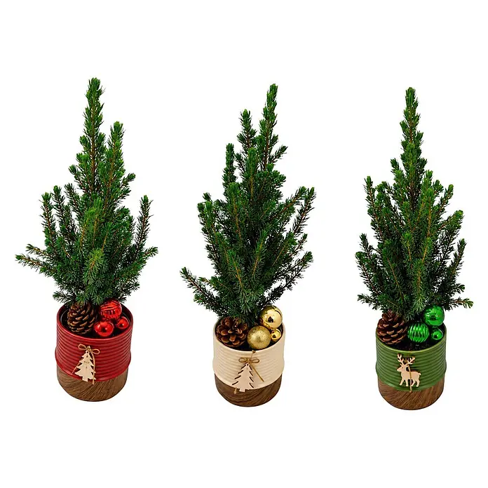 Piardino Zuckerhut-Fichte - Picea glauca conica, Topfgröße: 12 cm - Drei getopfte Mini-Weihnachtsbäume. Jeder Topf ist mit einem hölzernen Weihnachtsausschnitt, Tannenzapfen und passenden Kugeln verziert.
