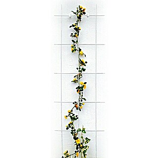 Bellissa Potporanj za cvijeće (45 x 150 cm, Debljina materijala: 5 mm, Broj podupirača: 3 Kom., Bijele boje)