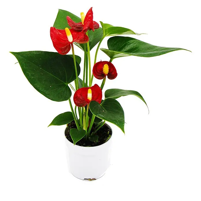 Exotenherz Flamingoblume, Anthurium andreanum, Topfgröße 7 cm -  - Rote Anthurie mit grünen Blättern in weißem Topf.