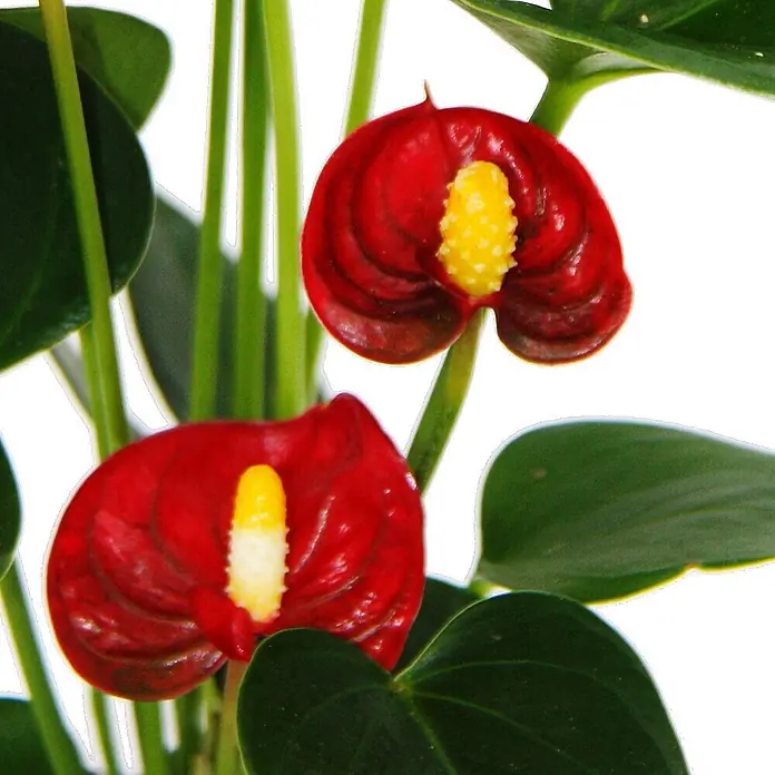 Exotenherz Flamingoblume, Anthurium andreanum, Topfgröße 7 cm -  - Zwei leuchtend rote Anthurienblüten mit gelben Spadices, umgeben von grünen Blättern und Stielen.