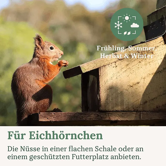 Orni Nüsse-Mix für Eichhörnchen 1kg -  - Hölzerne Futterstation für Eichhörnchen, an der ein Eichhörnchen Nüsse frisst. Geeignet für das ganze Jahr.