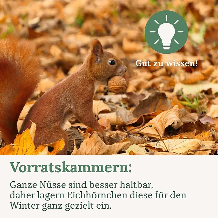 Orni Nüsse-Mix für Eichhörnchen 1kg -  - Rotes Eichhörnchen mit Nuss in Herbstlaub. Hinweis: Ganze Nüsse halten länger, Eichhörnchen lagern diese gezielt für den Winter.