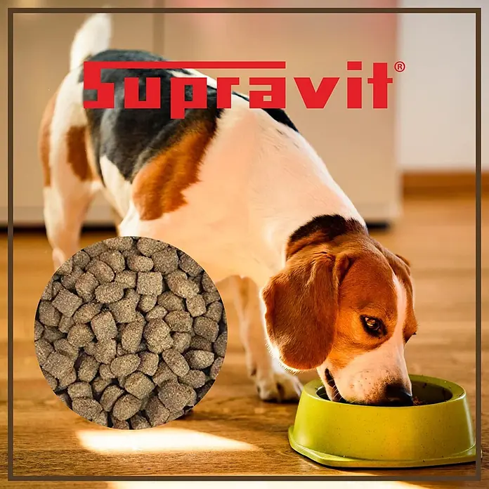 Supravit Hundefutter trocken 4kg für Hunde mit Lamm & Reis -  - Hund frisst SUPRAVIT Trockenfutter aus einer Schüssel, mit Nahaufnahme des braunen Futters.