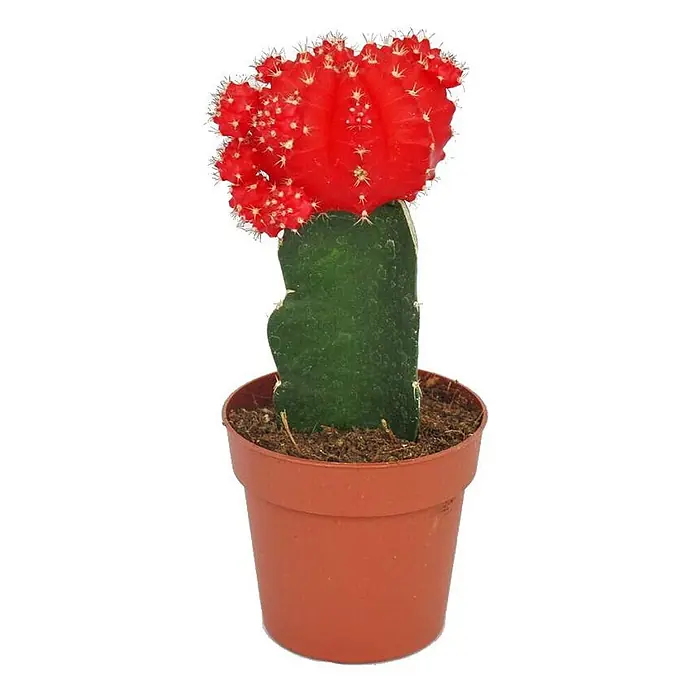 Exotenherz Kaktus, Gymnocalycium mihanovichii, Topfgröße 8,5 cm -  - Ein leuchtend roter Mondkaktus auf einer grünen Unterlage, in einem braunen Topf.