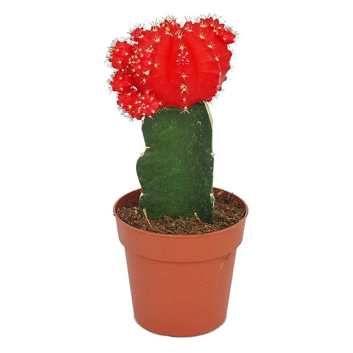Exotenherz Kaktus, Gymnocalycium mihanovichii, Topfgröße 8,5 cm -  - Leuchtend roter Mondkaktus mit stacheliger Spitze, auf dunkle grüne Basis gepfropft, in braunem Topf.