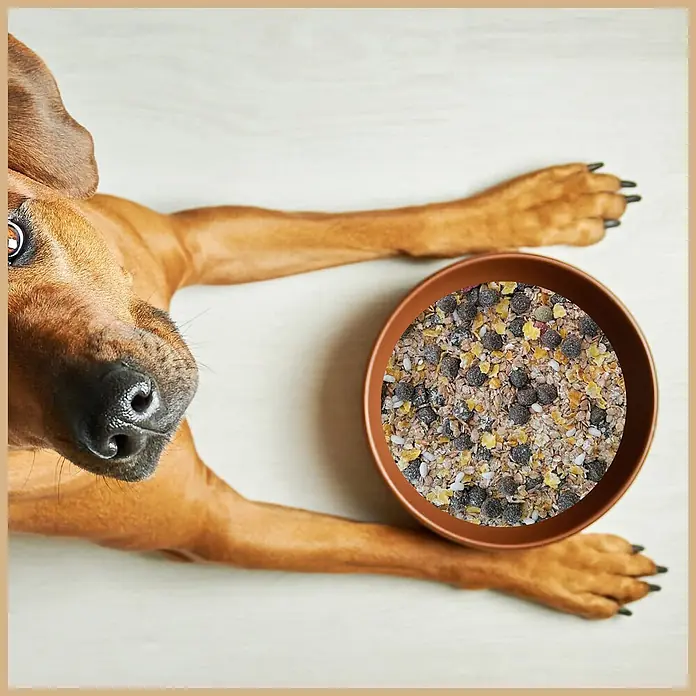 Supravit Flockenmix für Hunde 5kg - Flockenmischung  Ergänzung für Hunde -  - Braune Schüssel mit abwechslungsreichem Hundefutter (Trockenfutter, Flocken, Samen) neben einem braunen Hund.