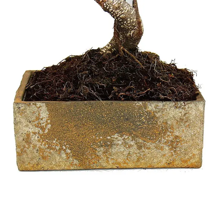 Exotenherz Bonsai, Ficus retusa, Topfgröße 7 cm -  - Rechteckiger, verwitterter Beton-Bonsai-Pflanztopf mit dunkler Erde und Stammfuß.