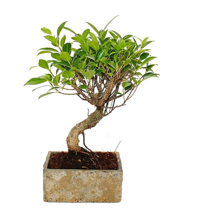Exotenherz Bonsai, Ficus retusa, Topfgröße 7 cm -  - Kleiner grüner Bonsai-Baum in einem rechteckigen Betonpflanzgefäß.