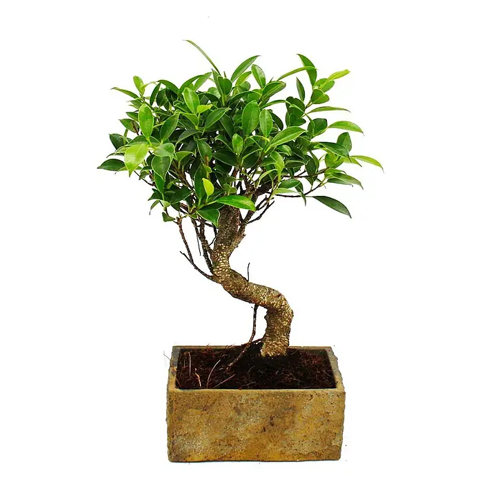 Exotenherz Bonsai, Ficus retusa, Topfgröße 7 cm -  - Grünblättriger Bonsai mit gedrehtem braunem Stamm in einem rechteckigen, rauen hellbraunen Topf.