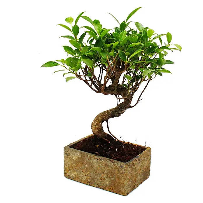 Exotenherz Bonsai, Ficus retusa, Topfgröße 7 cm -  - Ein kleiner Bonsai-Baum mit grünen Blättern und einem knorrigen braunen Stamm in einem rechteckigen, rauen Steintopf.