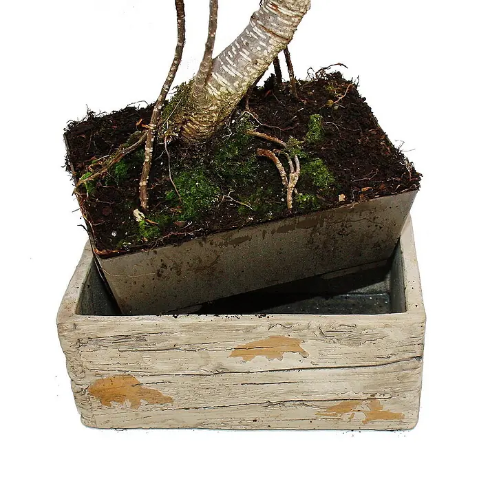 Exotenherz Bonsai, Ficus retusa, Topfgröße 7 cm -  - Zwei rechteckige Bonsai-Töpfe: ein dunkelgrauer Innentopf mit Pflanze in einem hellbeigen Außentopf mit Holzstruktur und Used-Look.