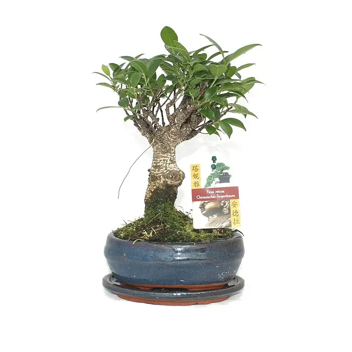 Exotenherz Bonsai, Ficus retusa, Topfgröße 8 cm -  - Ein Ficus retusa Bonsai-Baum mit grünen Blättern und Moos, in blauem Keramiktopf mit Unterteller. Mit Produktetikett.