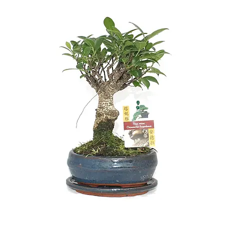 Exotenherz Bonsai, Ficus retusa, Topfgröße 8 cm