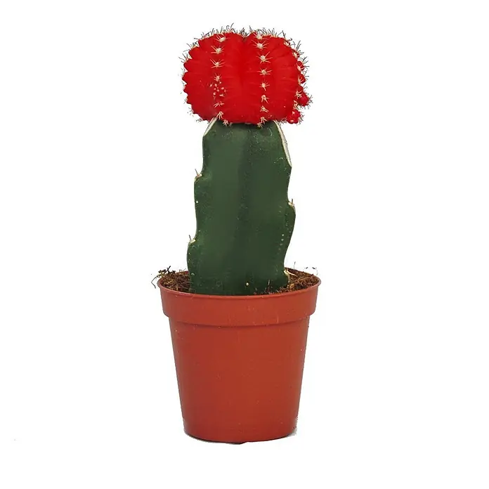 Exotenherz Kaktus, Gymnocalycium mihanovichii, Topfgröße 5,5 cm -  - Rot-grüner Pfropfkaktus in einem terrakottafarbenen Plastiktopf.