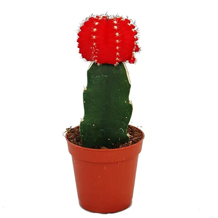 Exotenherz Kaktus, Gymnocalycium mihanovichii, Topfgröße 5,5 cm -  - Roter Kaktus mit grüner Unterlage im braunen Topf.