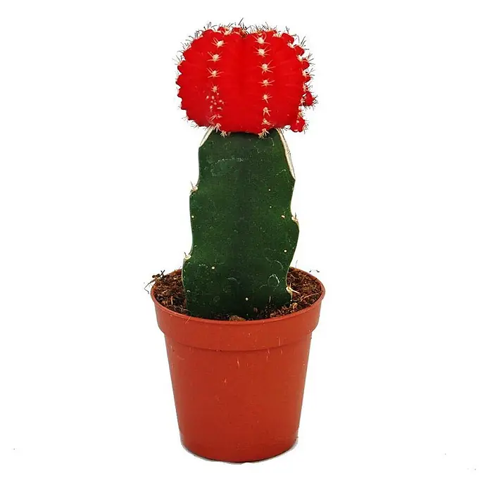 Exotenherz Kaktus, Gymnocalycium mihanovichii, Topfgröße 5,5 cm -  - Leuchtend roter Mondkaktus auf grünem Stamm, in braunem Topf.