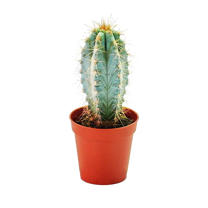 Exotenherz Kaktus, Pilosocereus azureus, Topfgröße 8,5 cm -  - Kleiner blaugrüner Kaktus mit gelben Stacheln in einem rotbraunen Plastiktopf.
