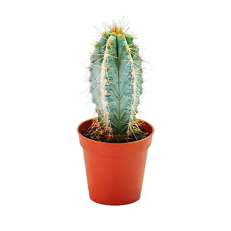 Exotenherz Kaktus, Pilosocereus azureus, Topfgröße 8,5 cm