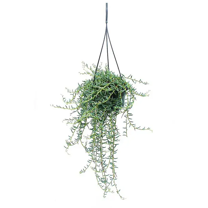 Exotenherz Kaktus, Senecio hallianus, Topfgröße 14 cm -  - Eine üppige, grüne 'String of Bananas' Sukkulente in einem schwarzen Hängekorb.