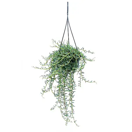 Exotenherz Kaktus, Senecio hallianus, Topfgröße 14 cm