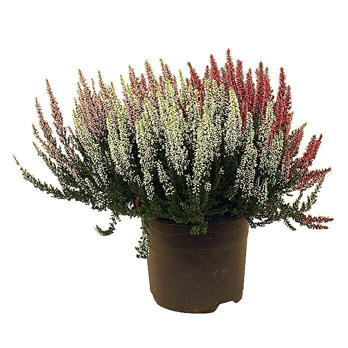 Besenheide (Calluna vulgaris Beauty Ladies Milka Trio, Topfgröße: 17 cm, 3-farbig)