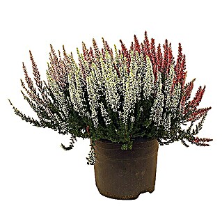 Besenheide (Calluna vulgaris Beauty Ladies Milka Trio, Topfgröße: 17 cm, 3-farbig)