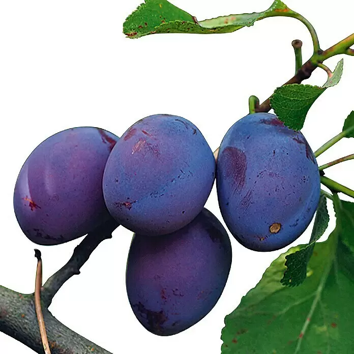Piardino Bio Pflaumenbaum - Prunus domestica Opal, Topfvolumen: 7 l, Erntezeit: August - Detailaufnahme