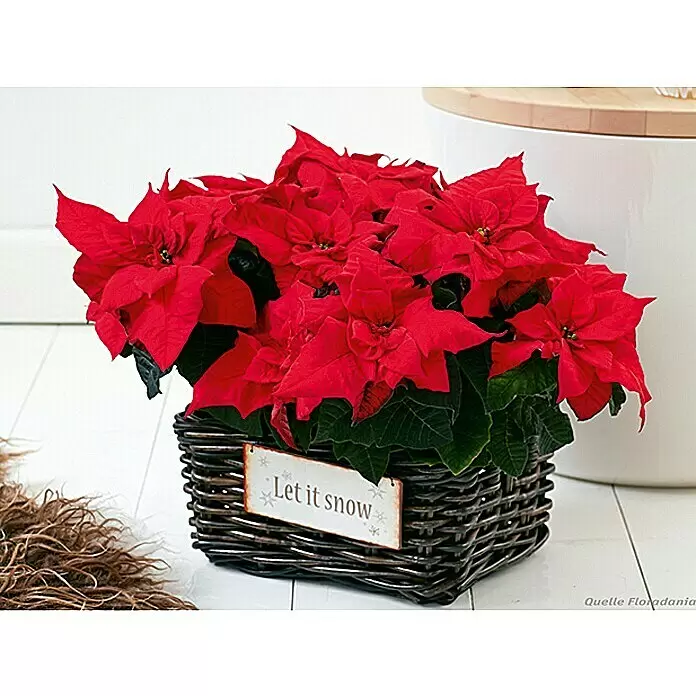 Piardino Weihnachtsstern 3-4 Brakteen - Euphorbia pulcherrima, Topfgröße: 11 cm, Rot - Stimmungsaufnahme