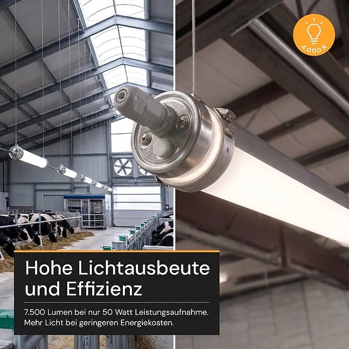 ENOVALITE LED Feuchtraumleuchte 50 W 4000 K neutralweiß -  - Helle, effiziente LED-Industrieleuchte mit 4000K Farbtemperatur, in einem Kuhstall installiert.