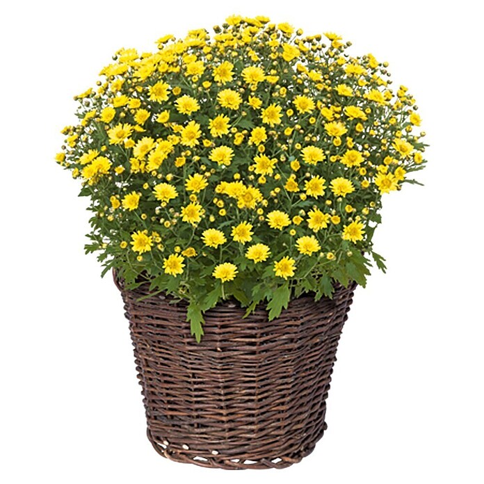 Pletena košara (Prirodna, Promjer: 30 cm)