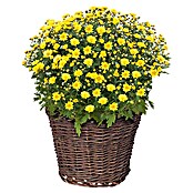 Pletena košara (Prirodna, Promjer: 30 cm)