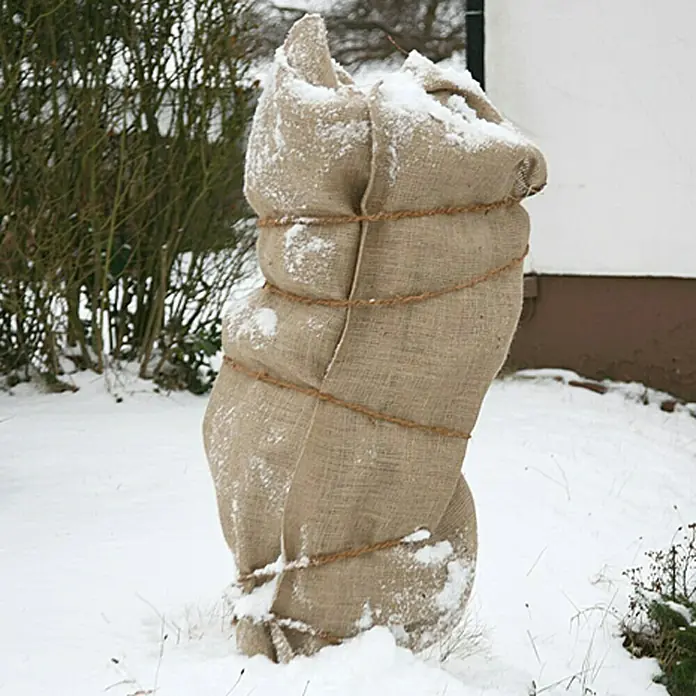 Floraworld Classic Jute-Gewebematte - Natur, 500 cm - Eingesackte Pflanze im Winter. Die Pflanze ist mit Jute umwickelt und mit Seil fixiert, um sie vor Kälte und Schnee zu schützen.