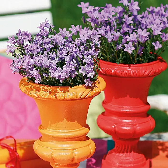 Dupli-Color Platinum Sprühlack RAL 2003 - Pastellorange, Seidenmatt, 150 ml - Zwei dekorative Urnen mit lila Glockenblumen, eine orange und eine rote, die einen farbenfrohen Akzent für jeden Garten setzen.