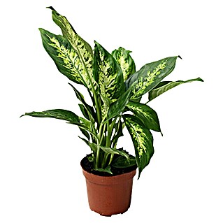 Piardino Diefembaquia (Dieffenbachia 'Camilla', Tamaño de maceta: 17 cm, Verde)