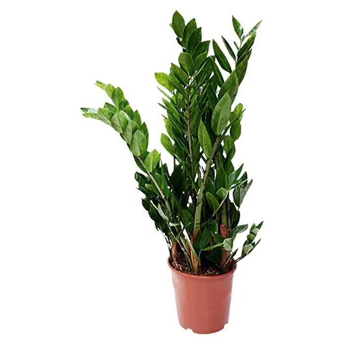 Piardino Zamioculca - Zamioculcas zamiifolia, Tamaño de maceta: 19 cm - La planta Zamioculcas Zamiifolia, también conocida como planta ZZ, está en una maceta de terracota, ideal para cualquier habitación.