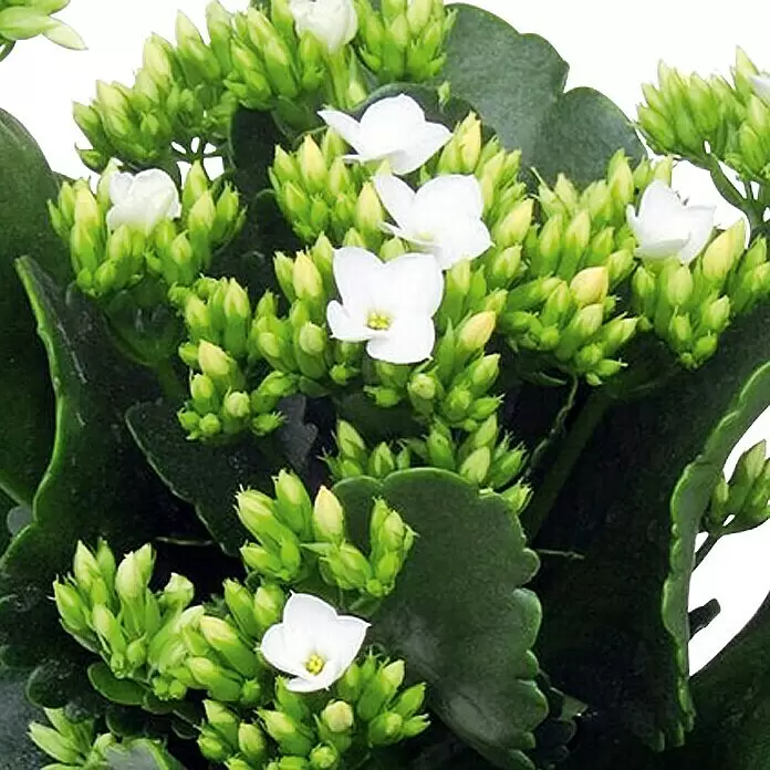 Piardino Flammendes Käthchen - Kalanchoe blossfeldiana, Topfgröße: 10 cm, Weiß - Detailaufnahme