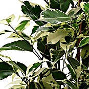 Ficus benjamina Twilight 17