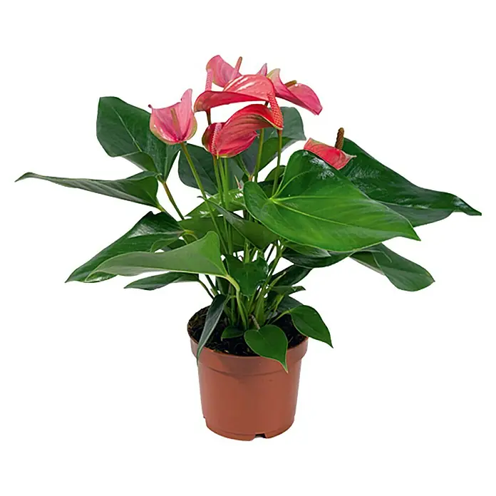 Piardino FlamingoblumeAnthurium x andreanum, Rosa - Eine Zimmerpflanze Anthurie in einem Topf. Die Pflanze hat glänzende grüne Blätter und rosarote Blütenstände.