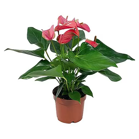 Piardino  Flamingoblume