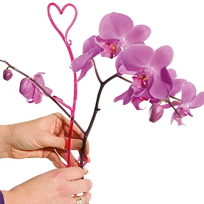 Soendgen Keramik Orchideenstab - Höhe: 55 cm, Rosa - Nahaufnahme einer Phalaenopsis-Orchidee, die mit einem pinkfarbenen Pflanzenstützstab mit Herzdesign gestützt wird, um die Blüten aufrecht zu halten.