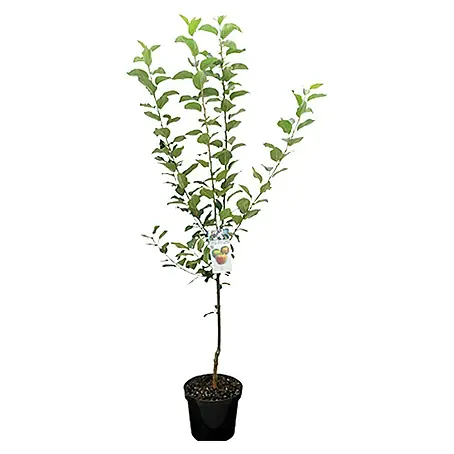 Piardino  Malus domestica