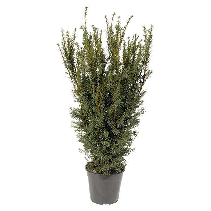 Heimische Eibe (Taxus media Hillii, Im Topf gedrückt, 80 cm - 100 cm)